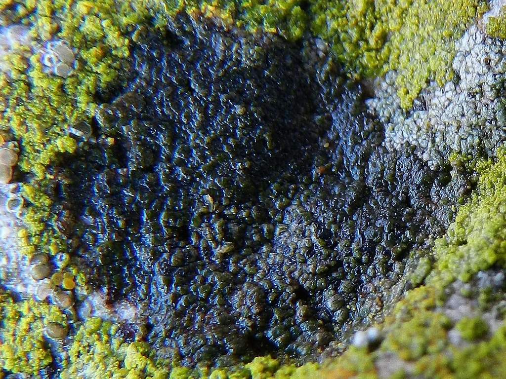 Lichene nero